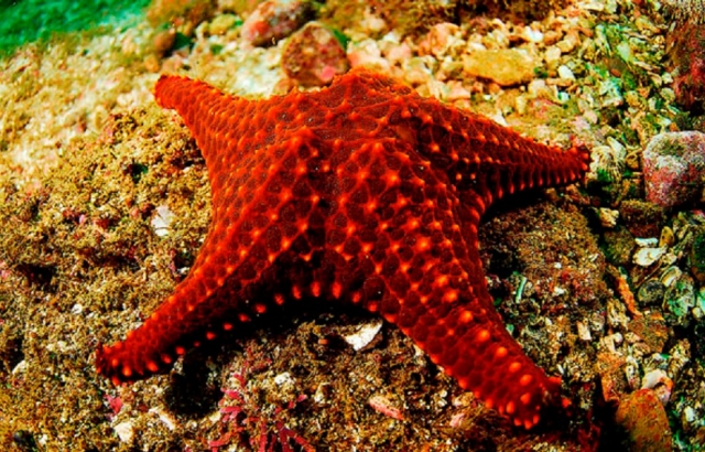  Stelle marine 
